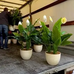Аккуратная перевозка саженцев и деревьев с опытными грузчиками Упаковка и доставка саженцев по Подольску и области