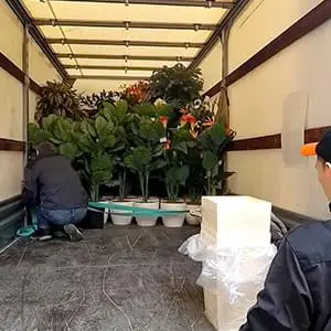 Безопасная перевозка саженцев и деревьев с грузчиками Качественная перевозка саженцев и кустов на Газели по Подольску